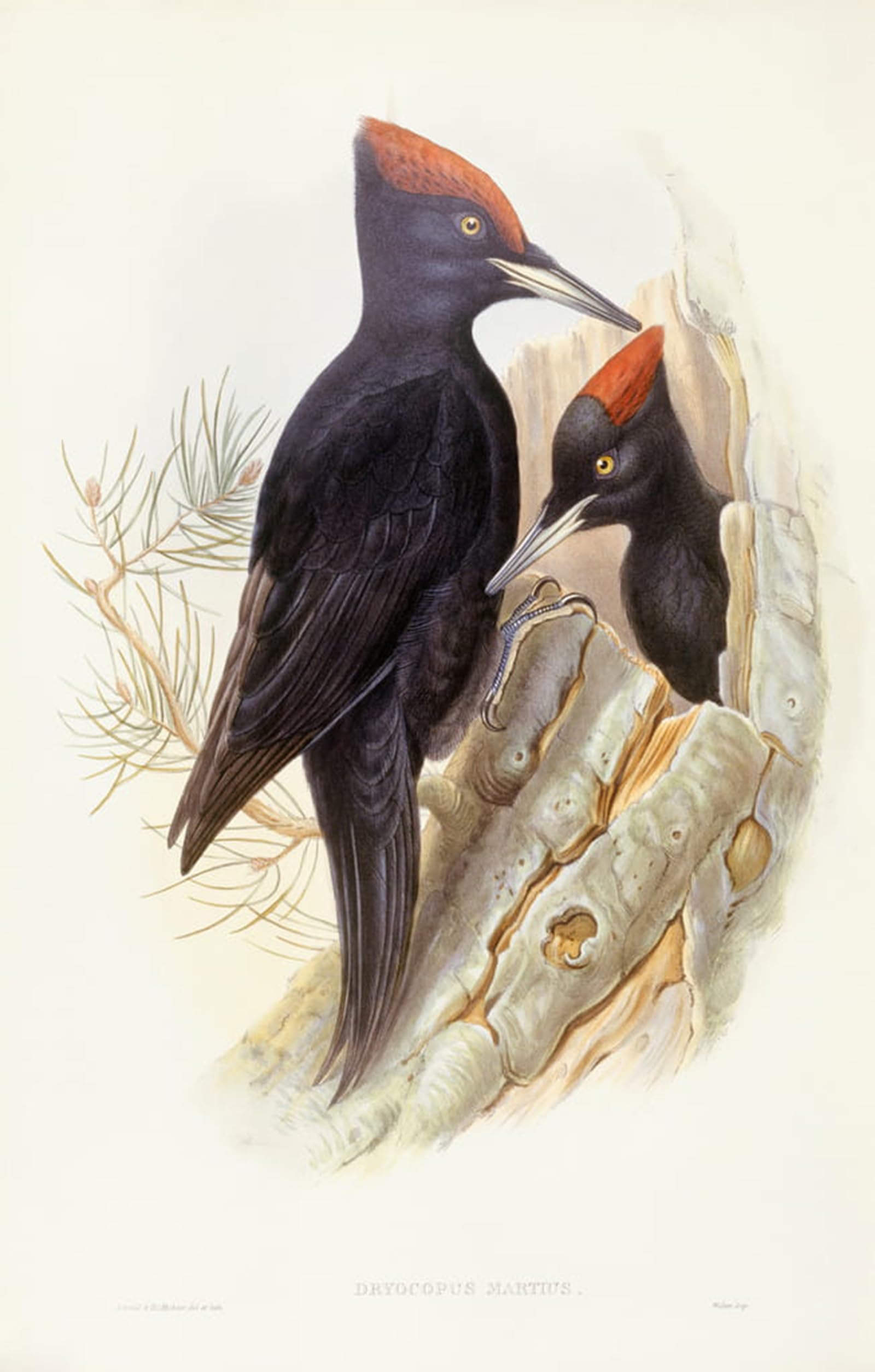 ARTXLXXBN Famous Prints Artwork Pictures Poster Painting Art Animal Bird Black Woodpecker Engraving by John Gould Artwork Landscape Pictures for Home Decor 60x90cm