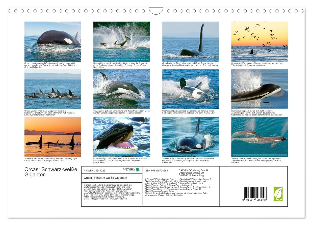 Orcas: Schwarz-weiße Giganten (Wandkalender 2026 DIN A3 quer), CALVENDO Monatskalender: Orcas: Majestätische Meeresakrobaten (CALVENDO Tiere)