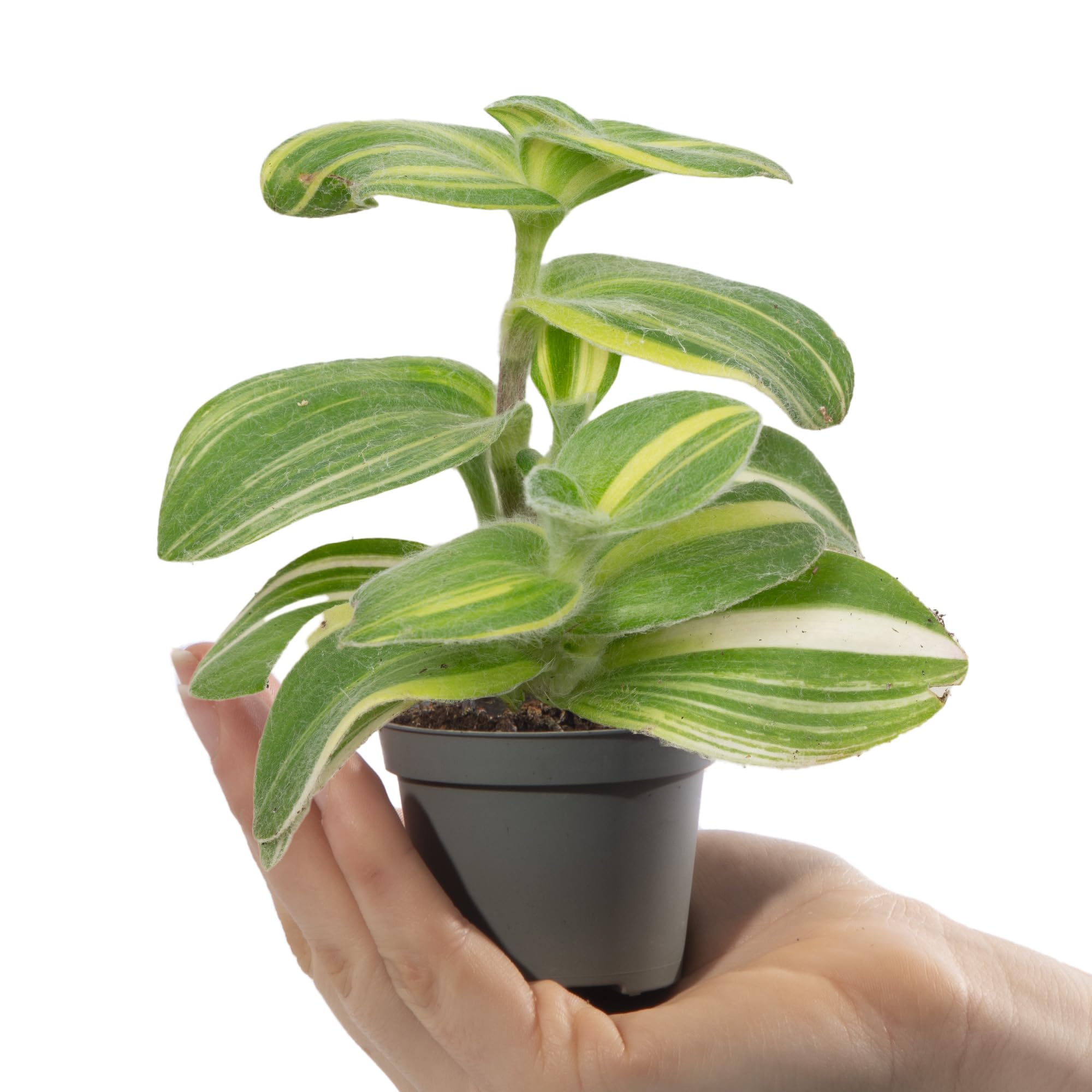 Baby Wandering Dude | Tradescantia Sillamontana Variegata | Fuzzy Sillamontana | House Plants for Home Office | Grow Your Own Mini Plants | Indoor Plant in Pot