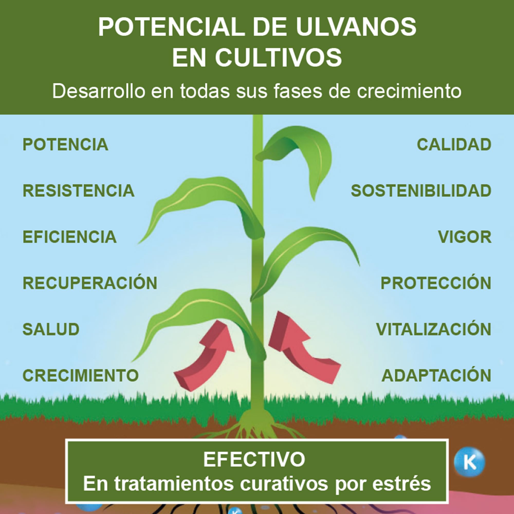 Abono Líquido Fertilizante Alga Ulva Premium Plantas Cultivos 5L. Orgánico y Universal: Huerto, Jardín, Césped, Interior. Rendimiento Todas Fases. Crecimiento, Resistencia, Foliar, Enraizante