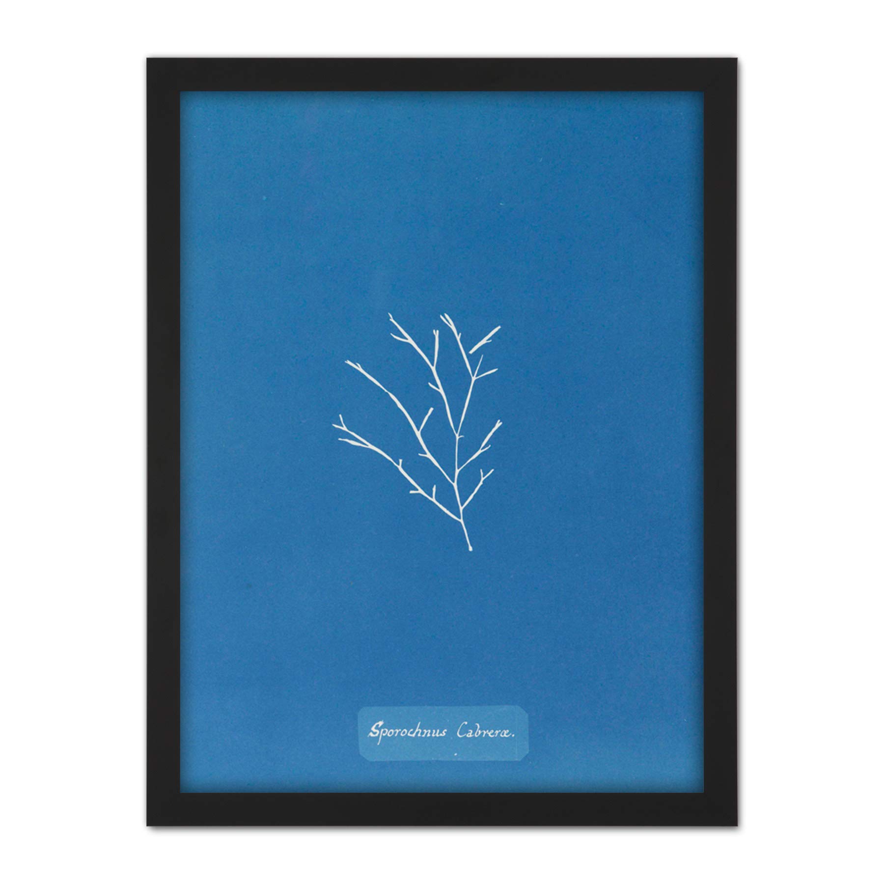 Artery8 Atkins British Algae Photo Goat Sporochnus Artwork Framed Wall Art Print 18X24 Inch