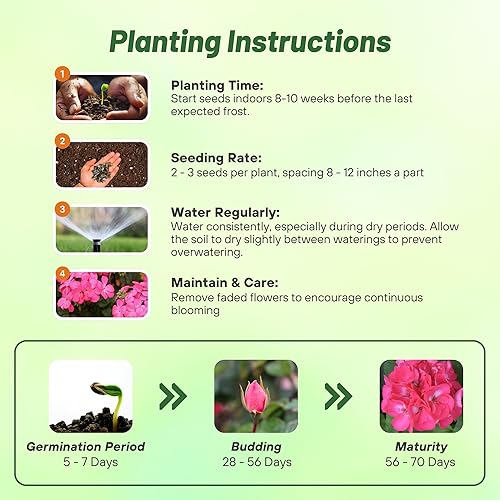 Miniatura 4 de Outsidepride Plantas de flores de jardín de rosas de geranio para contenedores cestas camas y cajas de ventana 25 semillas