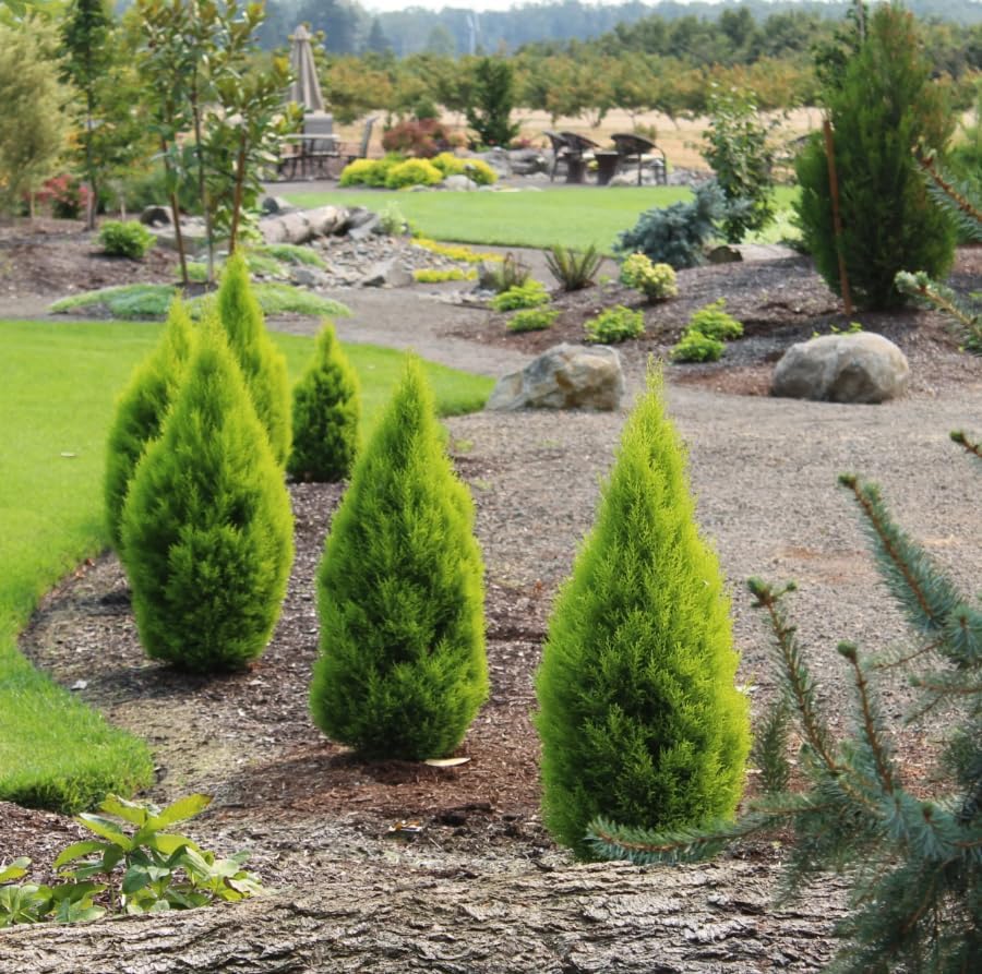 Miniatura 4 de Árbol de Navidad de Limón. Ciprés Limón 'Goldcrest' (Cupressus Macrocarpa) - Follaje Verde-Amarillo Vibrante, Aroma Cítrico, InteriorExterior (2