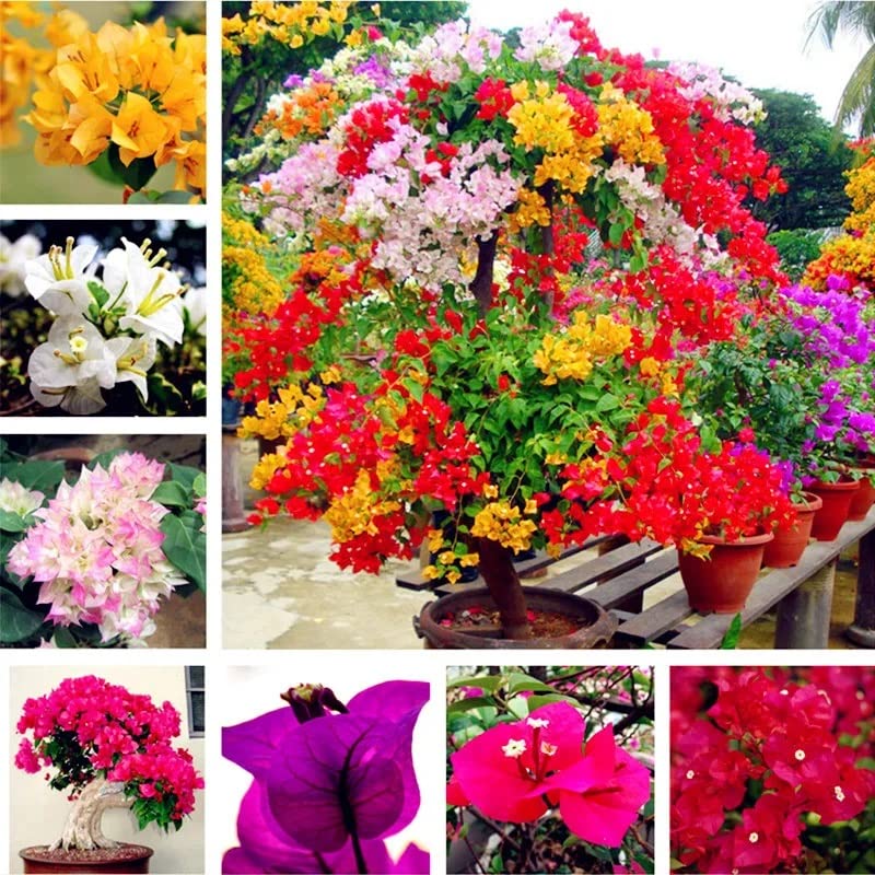 Mix Colour Bougainvillea Flower Seeds For Home Garden - 35+ Seeds Pack (B0C6J5VBMN) Amazon Price History, Amazon Price Tracker