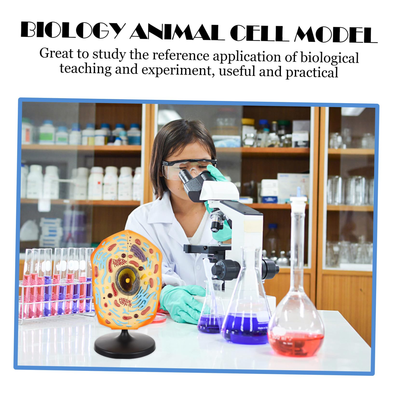 Anatomisches Tierzellenmodell für Biologieunterricht | Abs Ausführung, Schule und Unterrichtseinsatz, Lernmodell zur Darstellung Tierischer Zellen