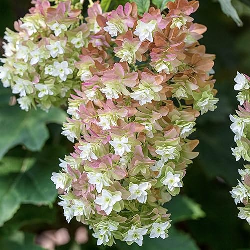 SPRING HILL NURSERIES - Hidrante de hoja de roble enano de Snowcicle - un florero inusual para cualquier patio - Una planta cultivada en una maceta