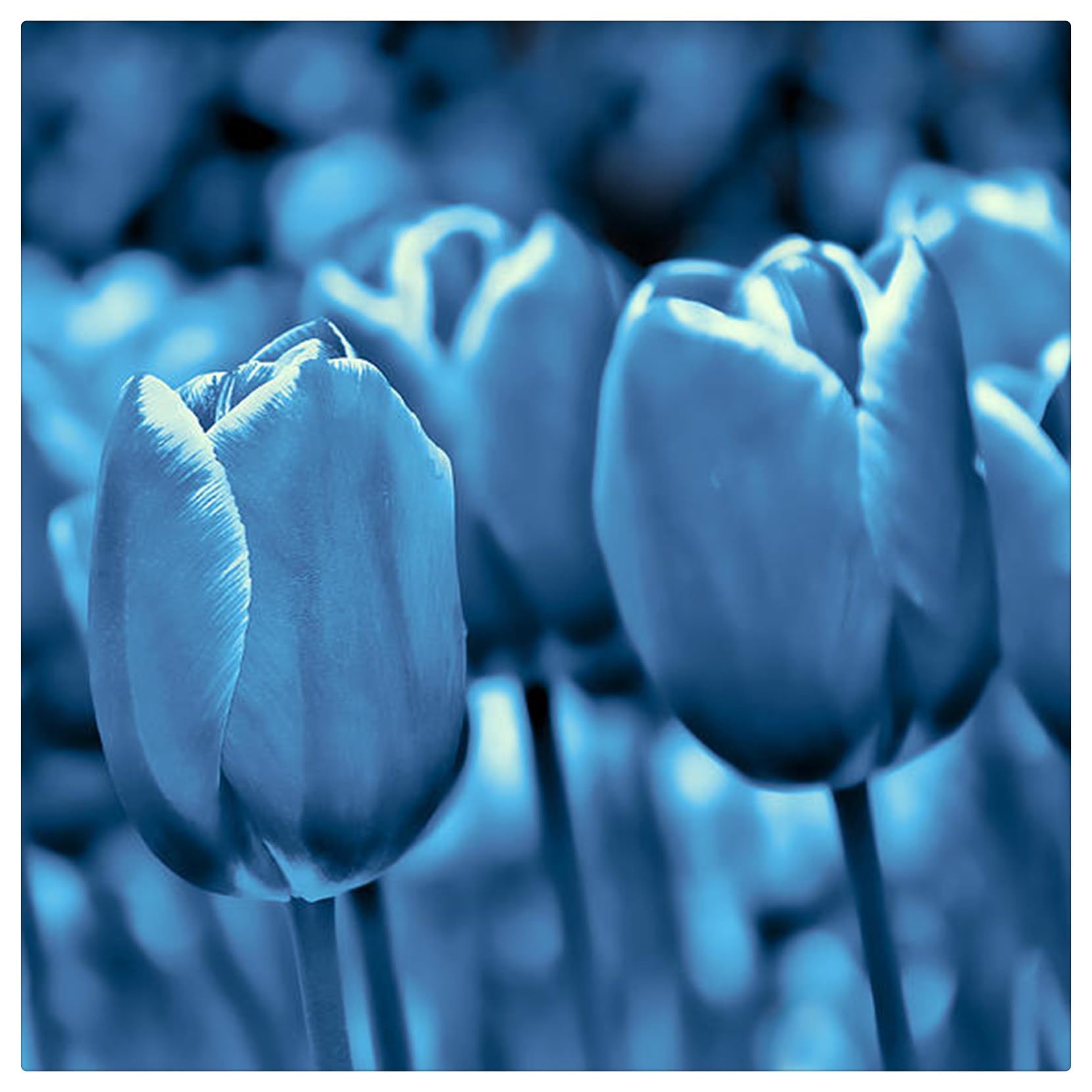 Tulipano Bulbi Intatti, Compatti- Tulipani bulboso- Sani, Robusti, Bulbi di Tulipani- Turgidi- Vigorosi-15 bulbi-C