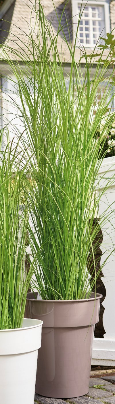 Dekogras im Topf - Künstlich & Naturgetreu - Groß: 150cm - Gras / Grasbüschel / Grasbusch / Grasbündel / Ziegras / Ufergras / Kunstgras getopft - Zeitlose Dekoration - Dekobündel für Bodenvase
