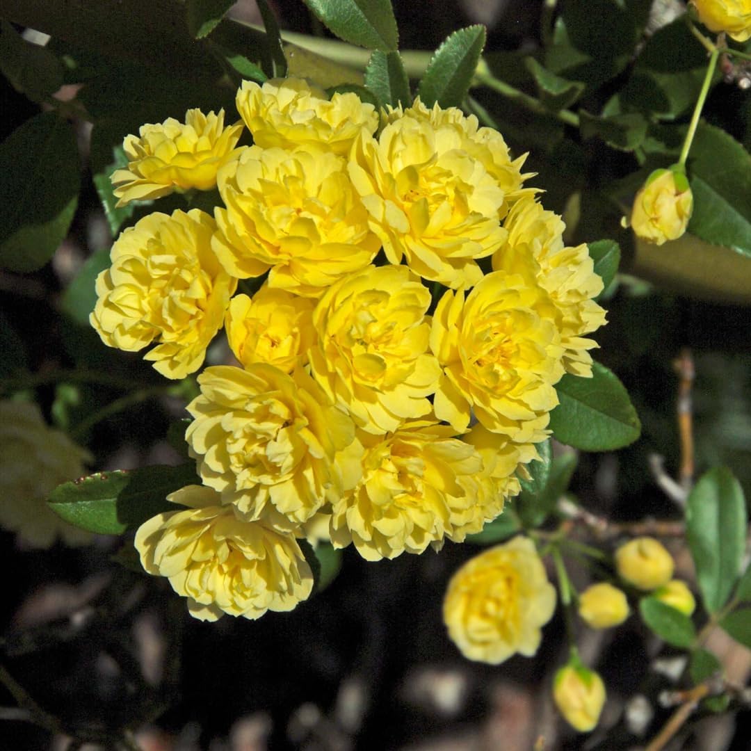 Yellow Rose Bushes Ready to Plant, Roses Live Plants Fragrant, 6-8 Inc Tall in Pot, Year-Round Blooming, Can Grow as Bush or Climber