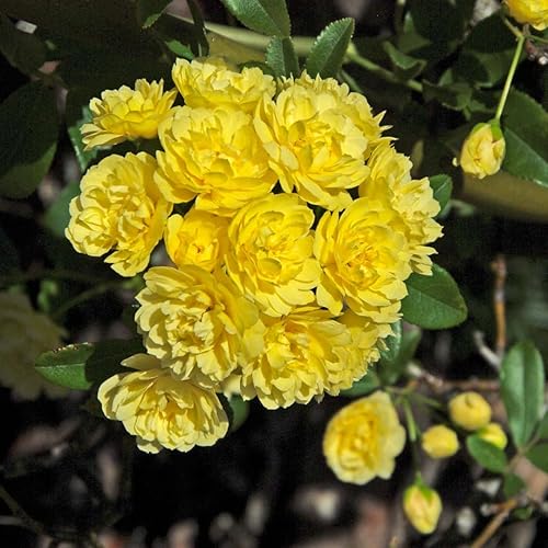 Miniatura 4 de Arbusto de arbusto vivo de rosas fragantes, rosas antiguas rebloomer de verano en maceta de 4 pulgadas, planta de rosa Lanscape (bancos amarillos)