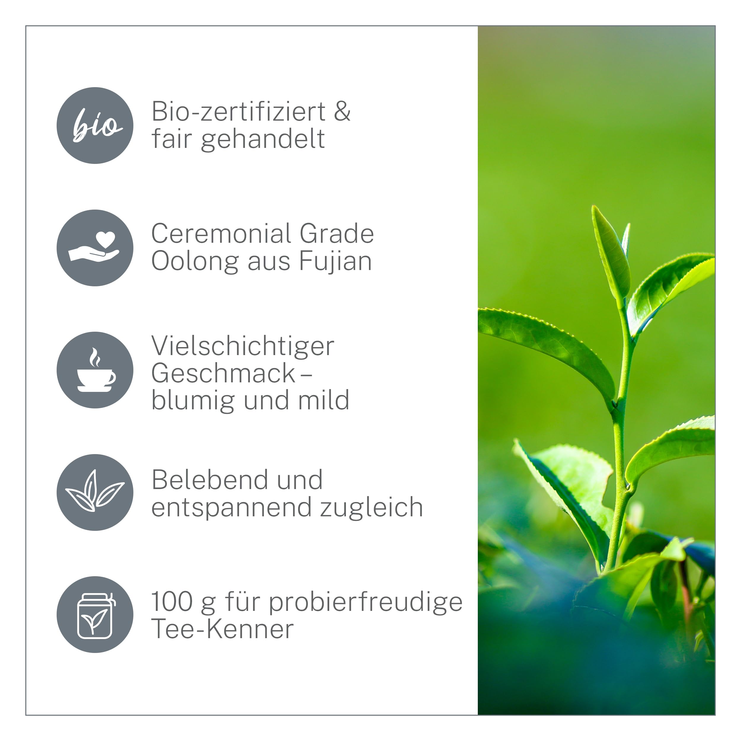 Oolong Tie Guan Yin Bio Tee 100g - Hochwertiger Oolong-Tea in Bio-Qualität aus China - Wu Long (Ceremonial Grade) - Für Teegenießer und Kenner - MyCupOfTea