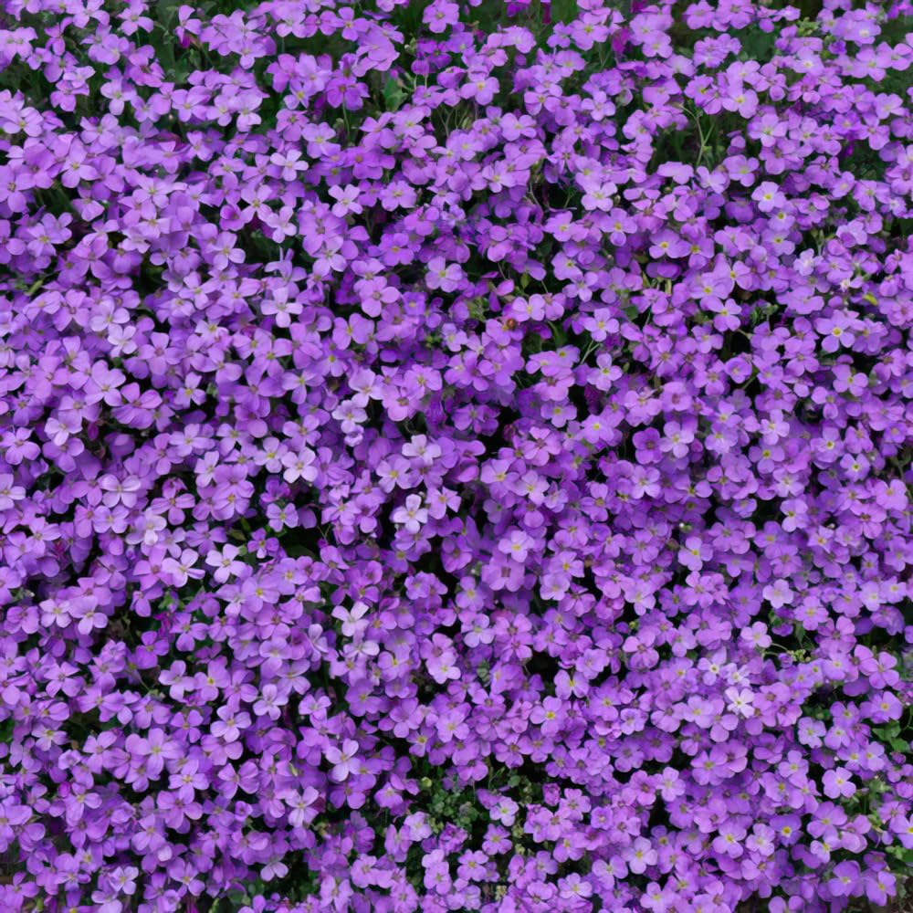 Aubrieta 'Cascade Purple'. 5cm Plant x 2. Mat-Forming Evergreen Purple Flowers. Available from Bedwen Plants!