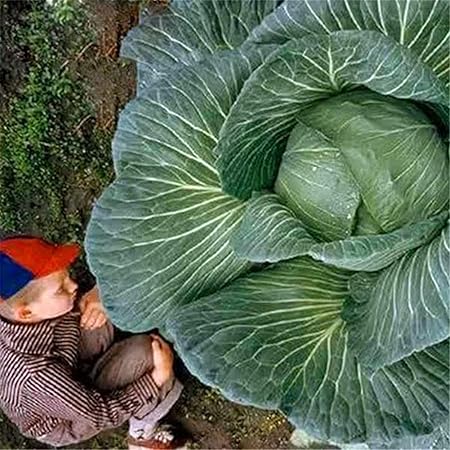 VibeX Giant Russian Cabbage Seeds -250 Seeds