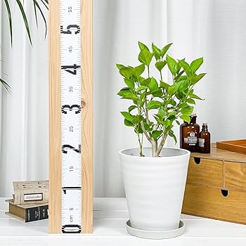 Amazon｜PLANCHU 熱帯花木 ハイビスカス サニーシティー 6号鉢