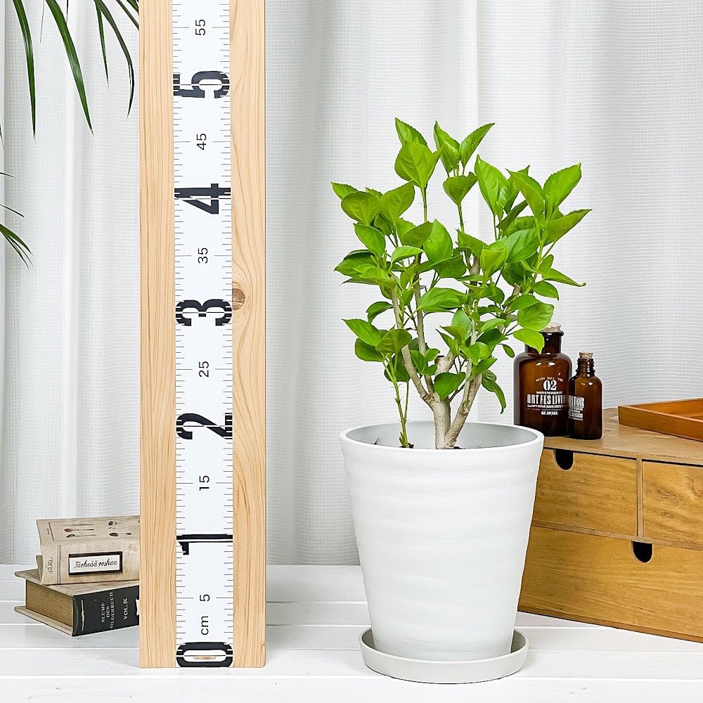 Amazon｜PLANCHU 熱帯花木 ハイビスカス サニーシティー 6号鉢 受け皿