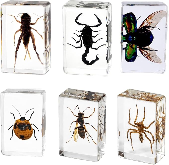 Insect Specimen Insect Specimen Paperweight Paperweight Real Specimen ...