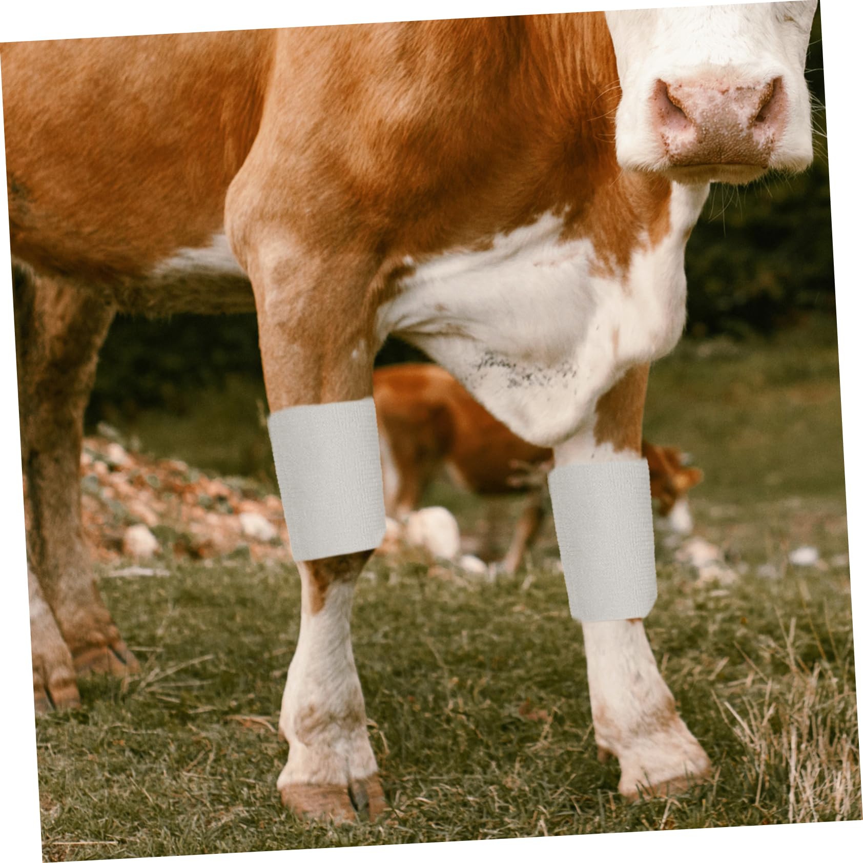 BESPORTBLE Bandages Bandages Élastique Élasticité Sport Élasticité Conception Vache Auto-Adhésif Peau Bandes Vache Fixation Vache Auto-Adhésif Enveloppement Cheval Tissu