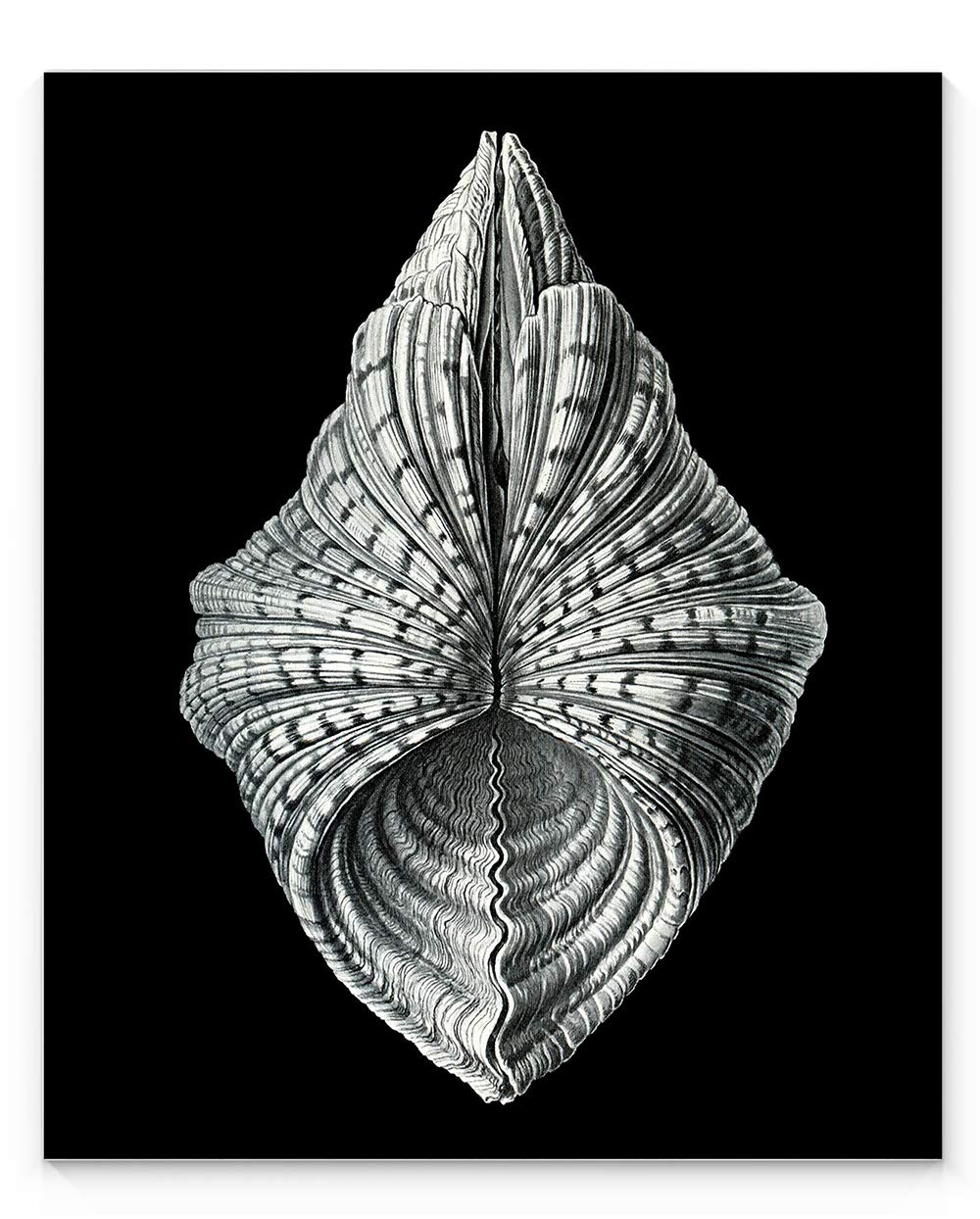 SeaShell Decor, Black and White Shell Wall Art, 11"x14" Unframed Art Print - Stunning Ernst Haeckel Marine Shell Decor for Bathroom, Kitchen, Bedroom, Office, Home