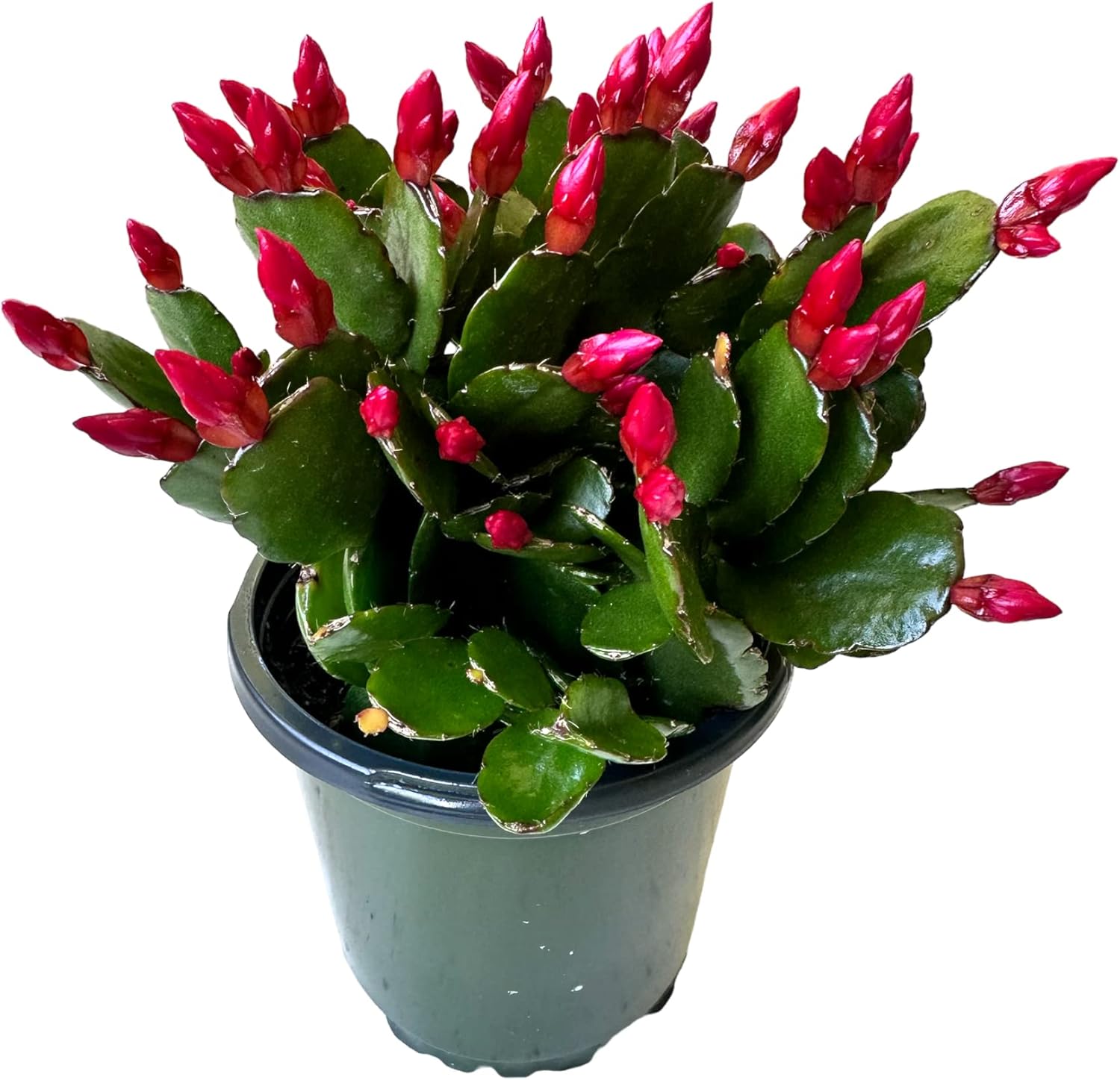 Red Easter Cactus, Spring Cavtus, Zygocactus, Live indoor plant, 4 inch Pot
