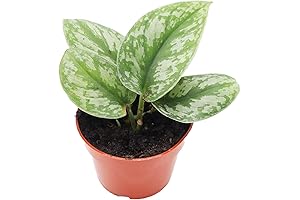 Silver Splash Pothos: Adorn Your Home with Silvery Elegance
