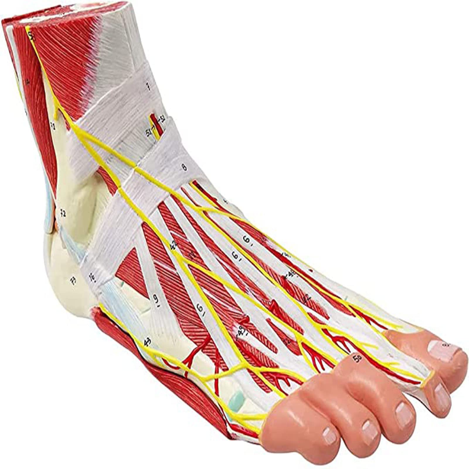 GTHTUHFD Human Foot Anatomy Model 14 * 18 * 15Cm Ankle Muscle Vascular Ligament Model 9 Part Foot Human Foot Skeletal Muscle