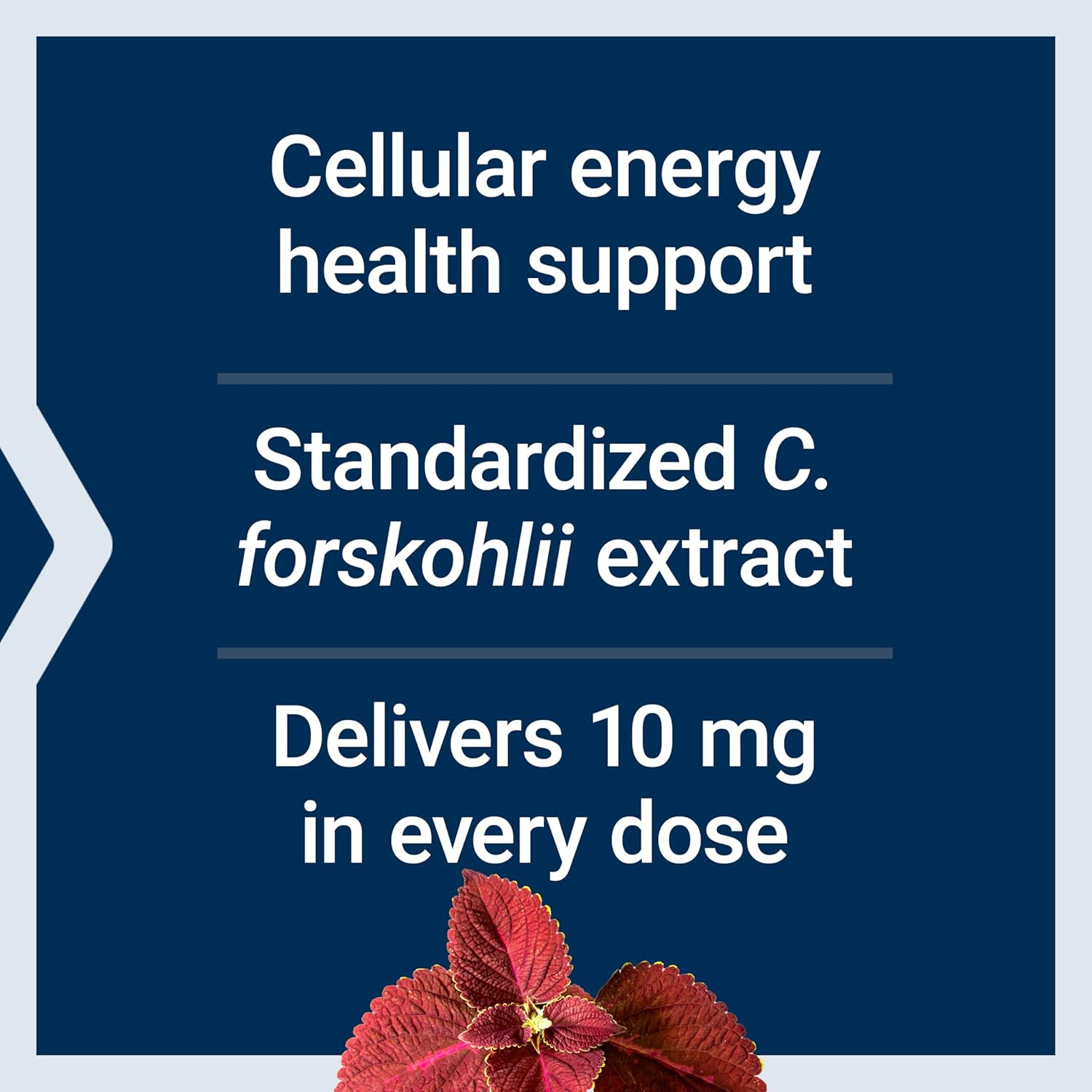Life Extension Forskolin, Coleus forskohlii, Cellular Energy Health Support Supplement, 10 mg, standardized Extract, Non-GMO, Gluten-Free, Vegetarian, 60 Capsules, 1-2 Month Supply - Image 4