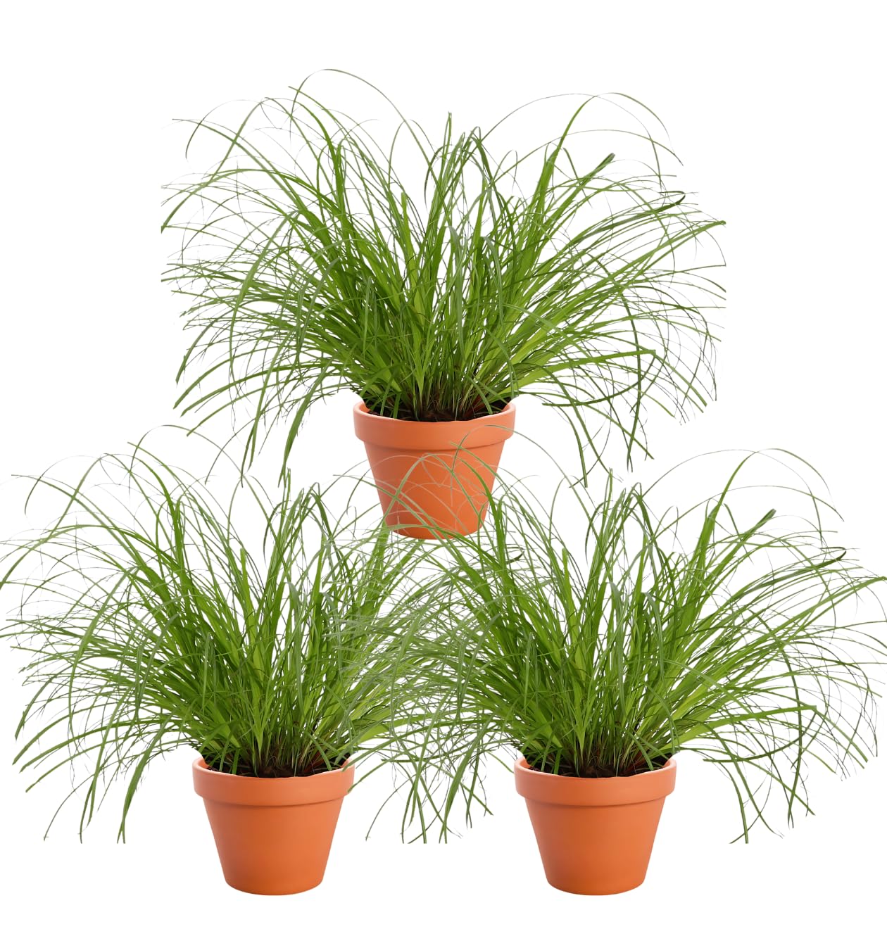 Set di 3 piante "erba gatta", +/- 20 – 30 cm, vaso dal diametro 10 – 15 cm, 3x erba gatta per casa e ufficio, atossica e adatta agli animali, qualità dal professionista delle piante, spedizione rapida