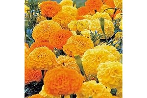 Aztec Marigold Seeds: Bursting Vibrance in Your Garden