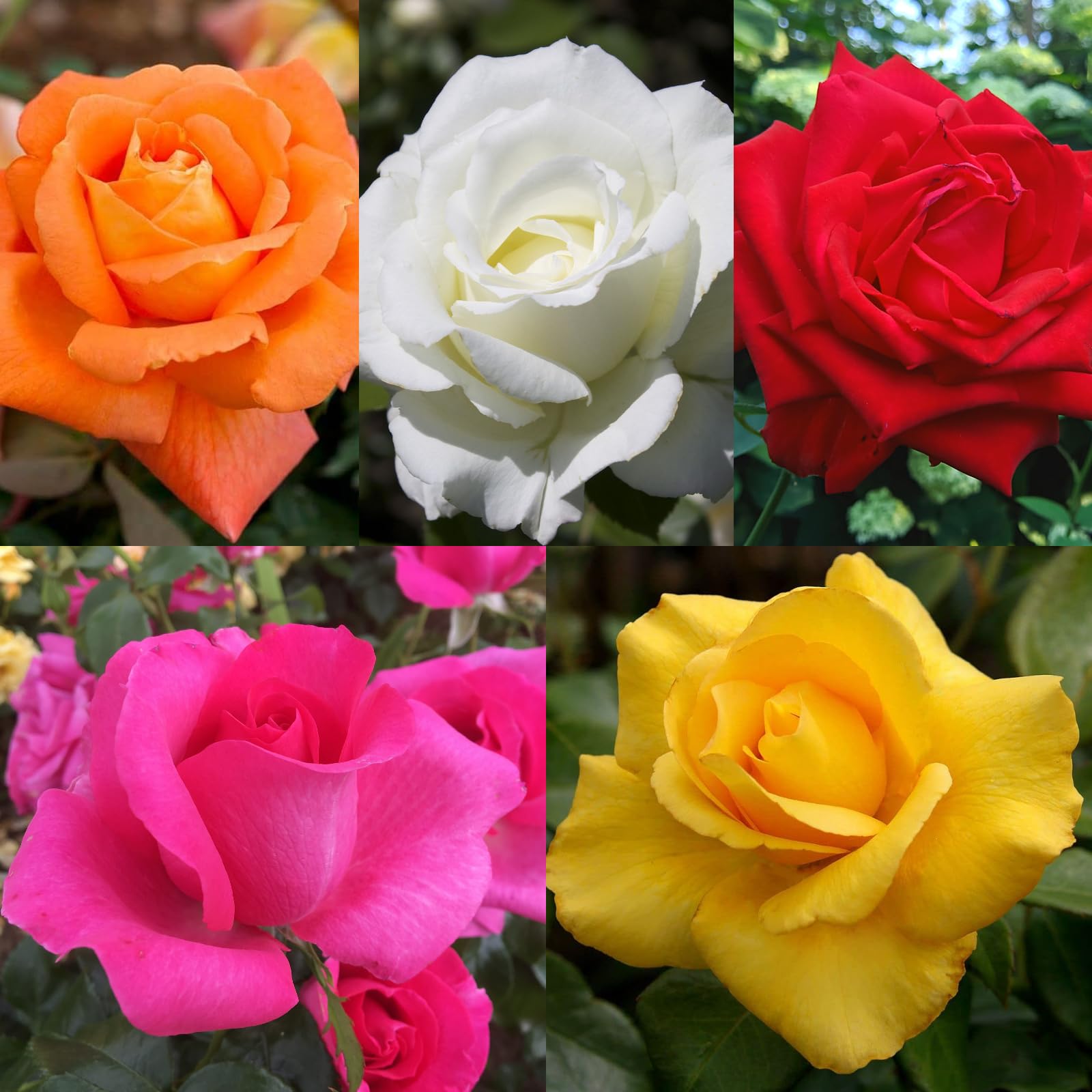 Carbeth Plants Orange Potted Rose Bush in 3 Litre Pot