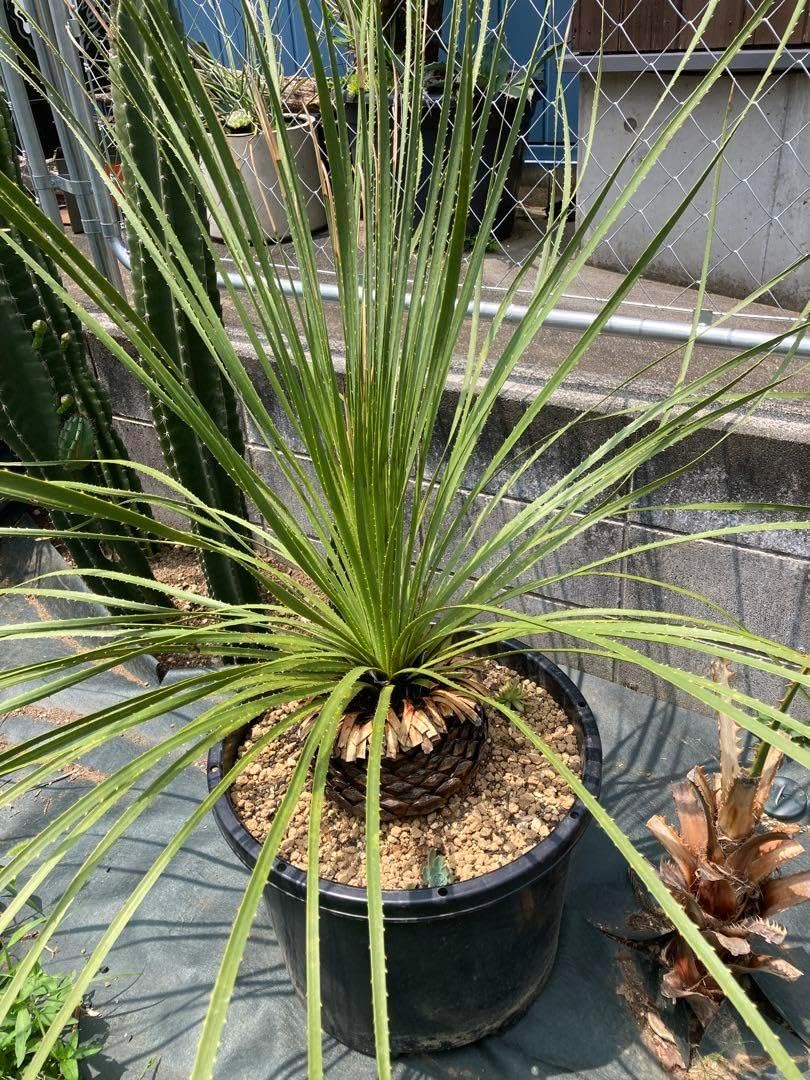 耐寒性ダシリリオン ミキワネンシス大株◇ドライガーデン多肉サボテン