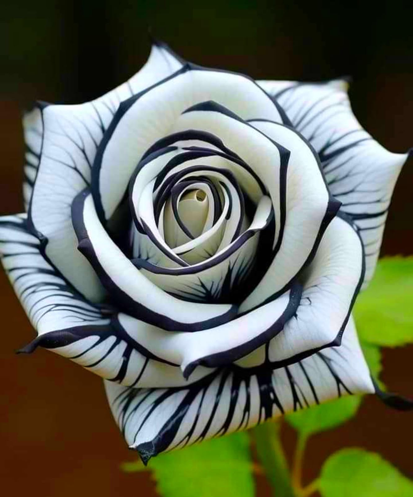 Rose for Planting, Strong Plants That Grow Well Mix, Golden Jade Carving,Rose Bulbs-5bulbs-c