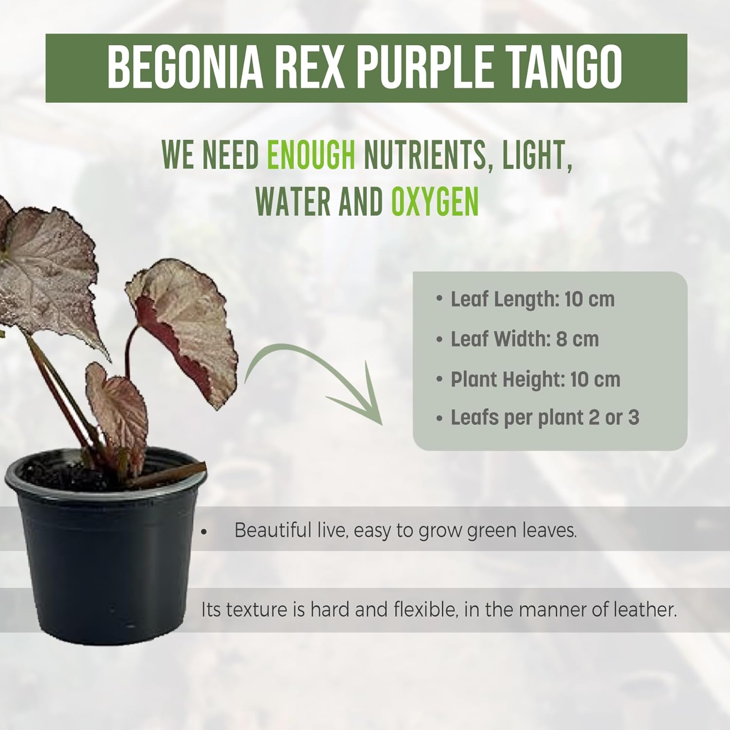 LEAL PLANTS ECUADOR Begonia Rex Purple Tango (Pack of 2) | Painted Leaf Begonia for Décor | Stunning Foliage Plant | King Begonia for Natural Home & Garden Decoration | Polka Dot Begonia Rex