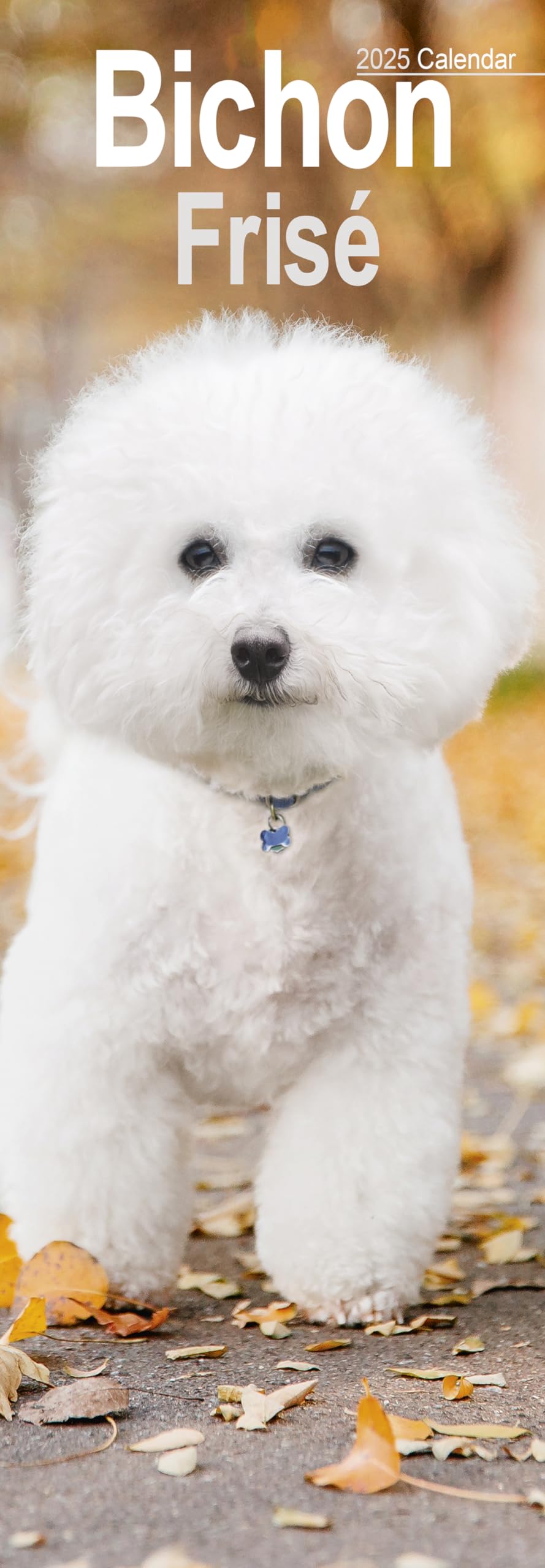 Bichon Frise Slim 2025 Slimline Wall Calendar | Dog Breed Calendar