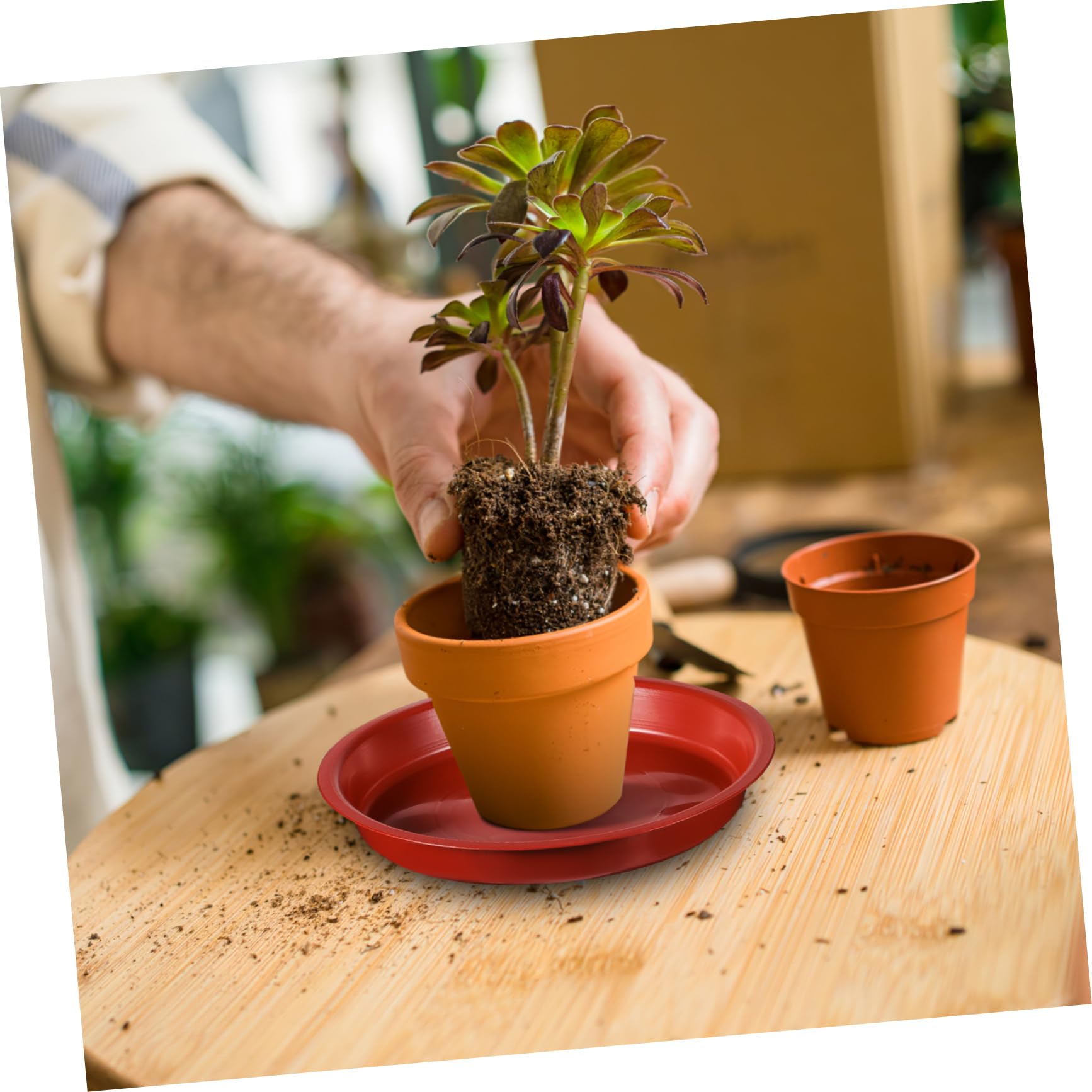 Amazon | HANABASS 5個丸型プラスチック製植木鉢用受け皿 プランターの