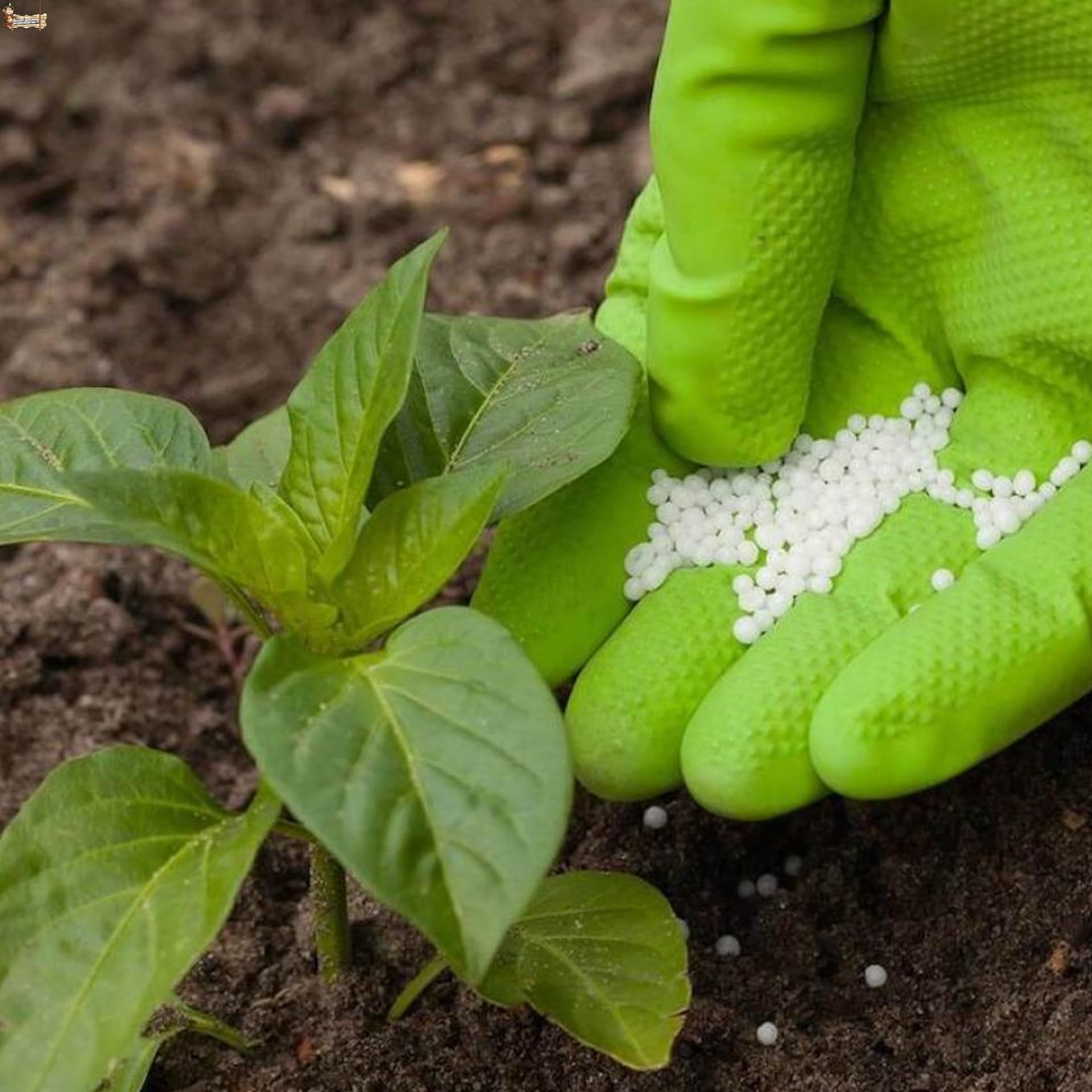 BricoLoco.com Abono complejo NPK 15-15-15. 1 Kg. Fertilizante triple 15 granulado. Para plantas de huerto y jardín, árboles, etc. 15% nitrógeno 15% fósforo 15% potasio (1, Kilogramos)