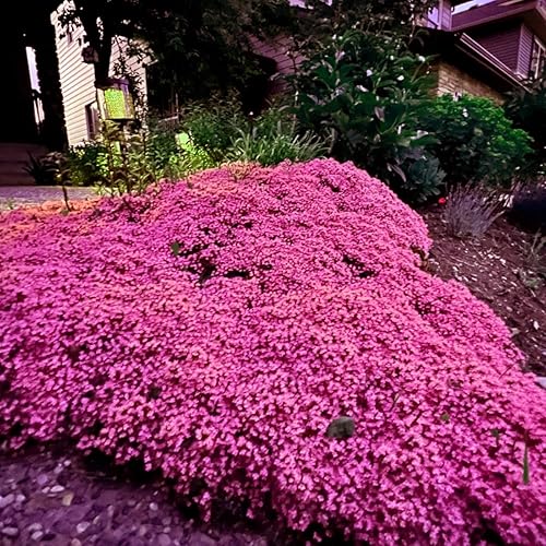 Miniatura 5 de Más de 20000 semillas de tomillo rastrero rosa mágico para plantar plantas de cobertura del suelo, flores de reliquia, tomillo perenne, semillas de