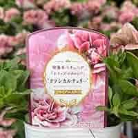 ⑪さくらホイップ❣️ももホイップ❣️ミニマカロン❣️エレイン4苗❣️メルカリ込 ⑪さくらホイップ❣️ももホイップ❣️ミニマカロン❣️エレイン