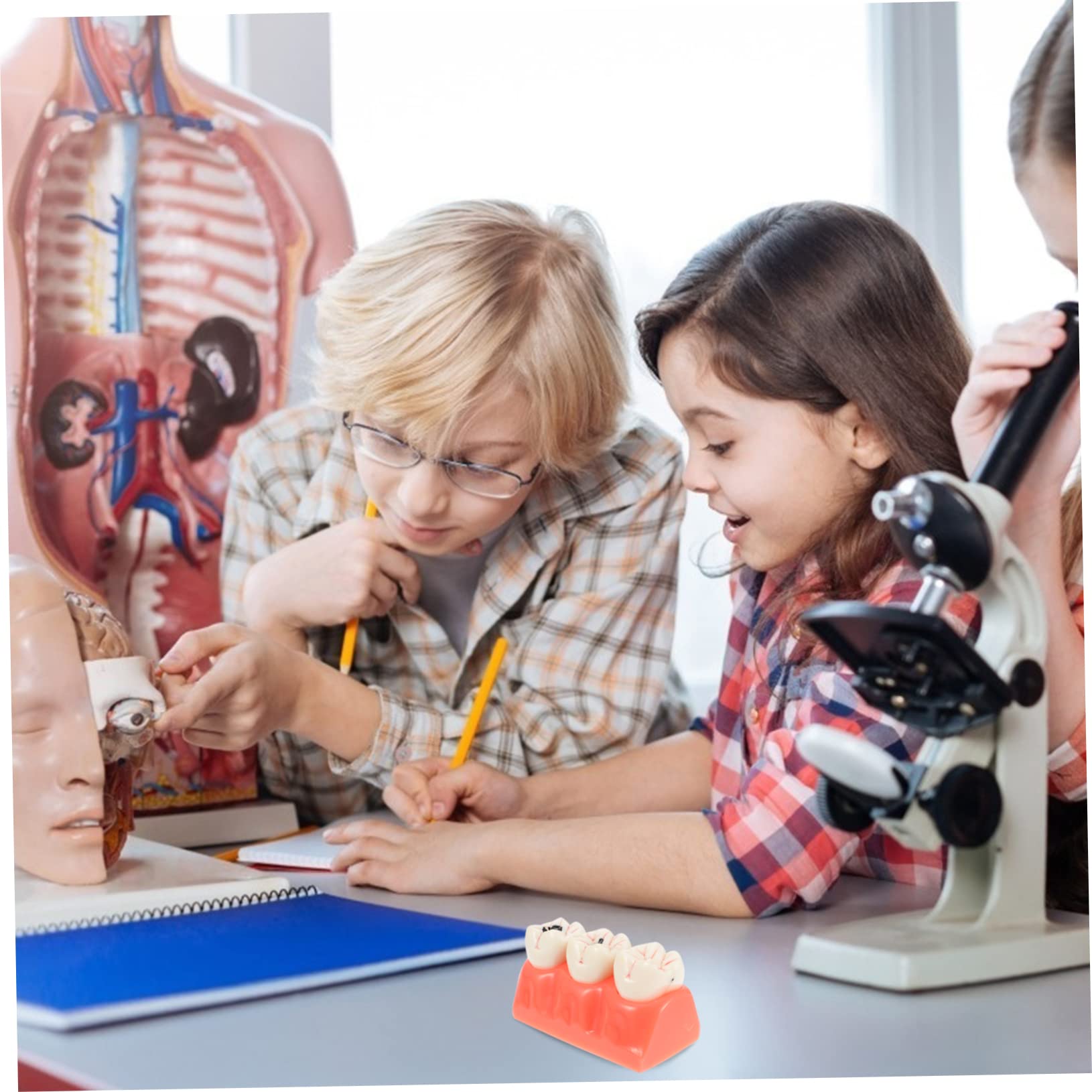 Modello Anatomico dei Denti Rosa in Resina per Insegnamento | 1 Pezzo, Superficie Liscia, Uso in Classe e Dimostrazioni, Supporto Didattico per Studio Odontoiatrico