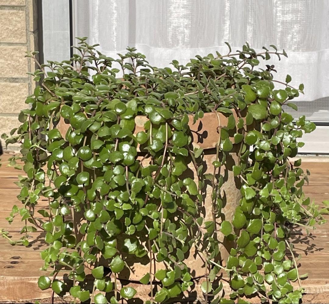 多肉植物☆プラストラーツス☆秋麗☆朧月 Amazon｜多肉植物 プラストラーツス 約60g｜観葉植物 オンライン通販