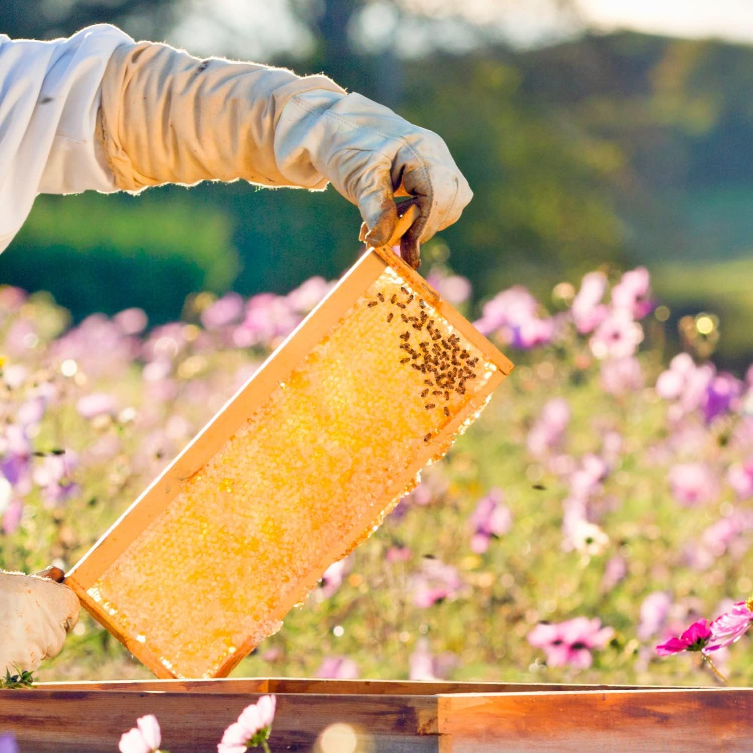 Stoney Acres Beekeeping Beehive Frame with Wired Beeswax Foundation, Medium Assembled Honey Bee Hive, Amish Made Set of 8