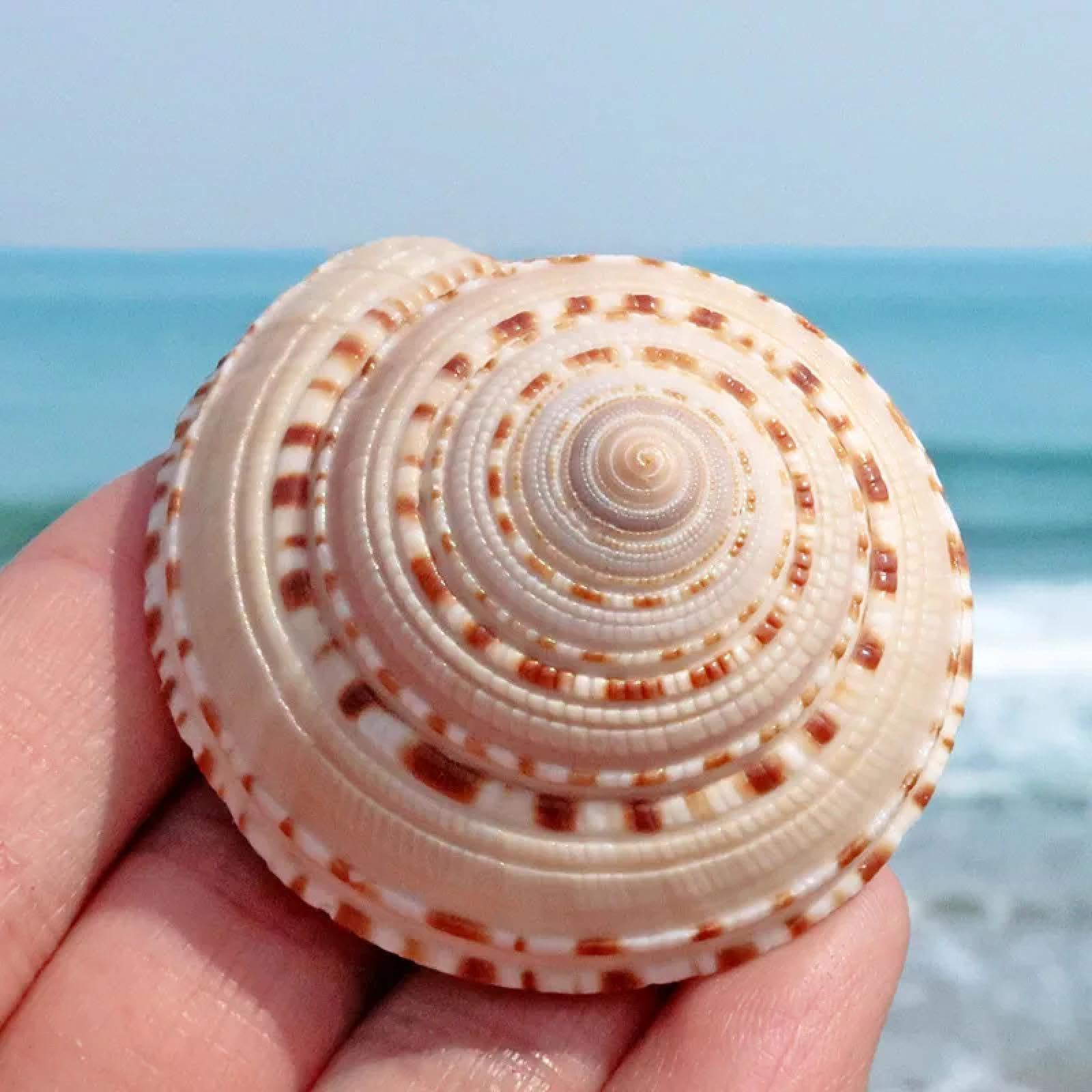 Conchiglie marine riempitivo vaso, 1 pezzo, lumaca sunburst carrier lumaca naturale conchiglia conchiglia decorazione casa collezione esemplare lumaca conchiglia paesaggistica acquario 6-7