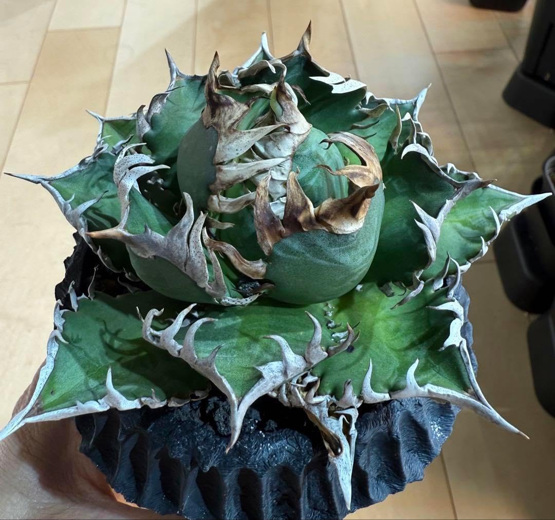 アガベ チタノタ レッドキャットウィーズル 発根管理中【ゴリゴリ猫・ボール型】 アガベ チタノタ レッドキャットウィーズル 発根管理中 ゴリ猫 ボール型