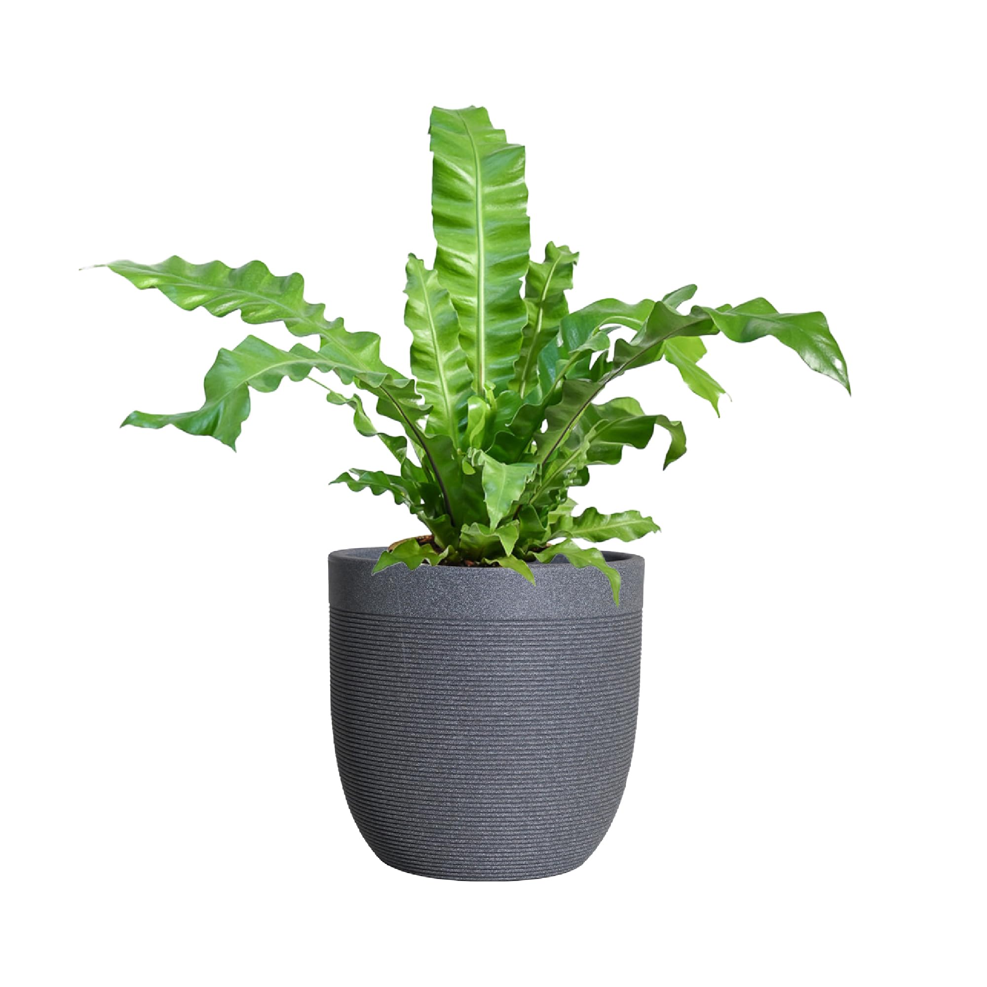UGAOO Milano Pots for Plants (Graystone, 20 inches)| Highly Durable Polymers, Lightweight for Indoor & Outdoor | Flower Pot for Living Room, Balcony, Garden, Office (B0D2YC5JP4) Amazon Price History, Amazon Price Tracker