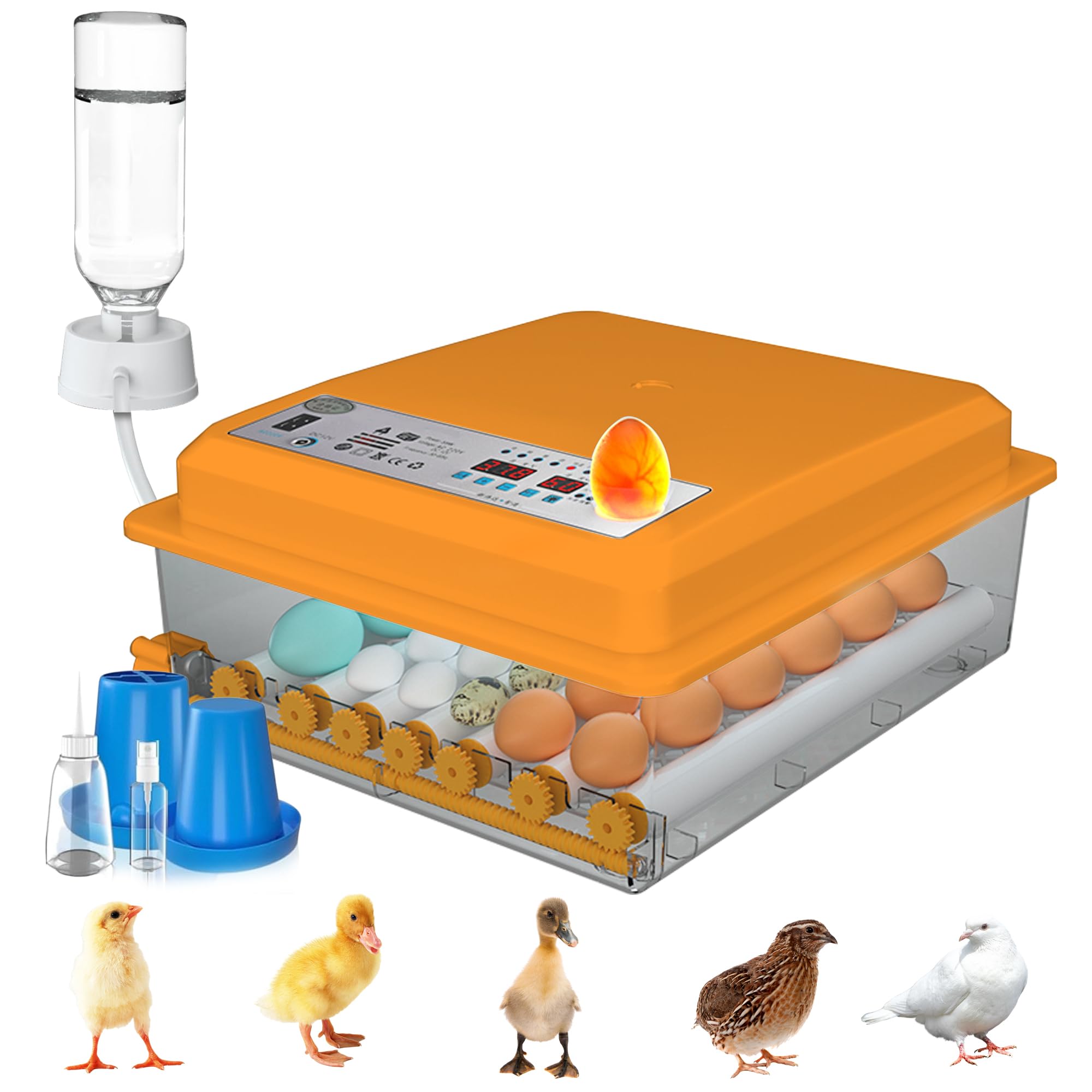 Incubadora de Huevos Automática 24-36 Huevos, Couveuse con Control de Temperatura, Rodillos Ajustables, Llenado de Agua Automático y Ovoscopio Integrado, Naranja