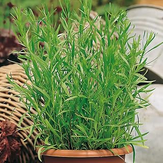 French Tarragon Plug Plants. 'Pfefferkorn'. Perennial herb. Lovely Aniseed Flavour. Medium Plug Plants x 4. Available from Bedwen Plants.