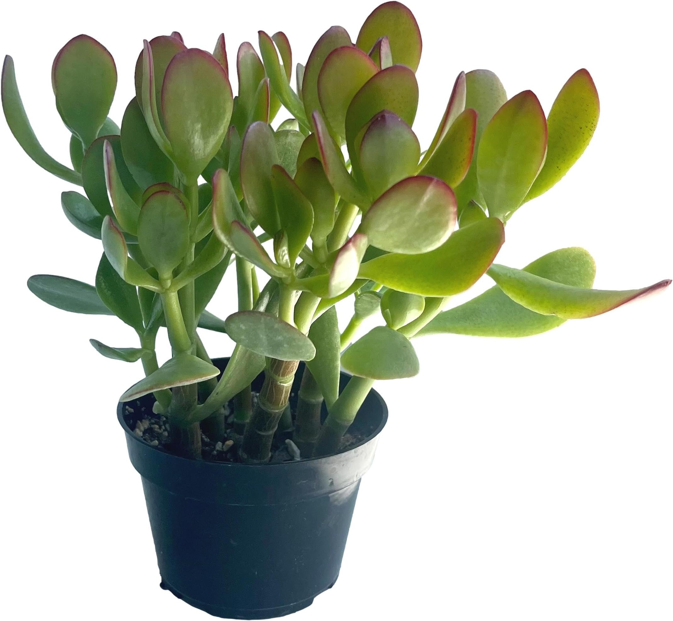 FATPLANTS Succulent Plant(s) Fully Rooted in 4 inch Planter Pots with Soil - Real Succulent Live Potted Succulents/Unique Indoor Cactus Decor (1, 12 inch Jade Plant)