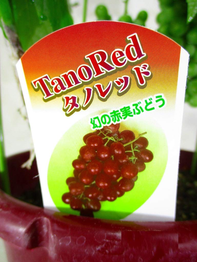 ぶどうの苗木　タノレッド　底面給水6寸鉢ごと 苗　植物 ぶどうの苗木 タノレッド 底面給水6寸鉢ごと 苗 植物