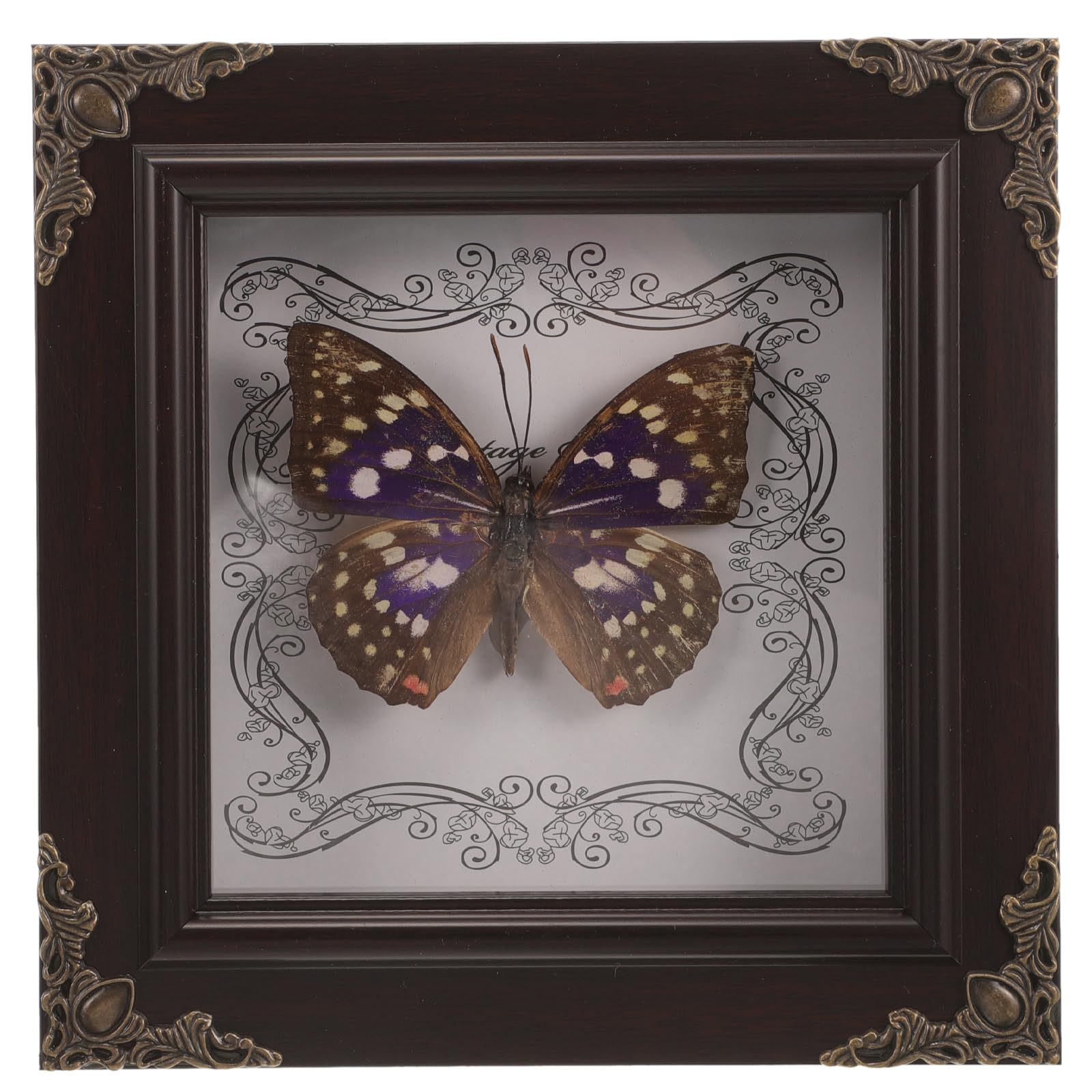 Grand Morphos Bleu sous verre de prestige avec son cadre en bois véritable