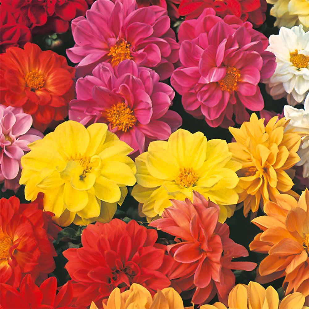 Dahlia Dwarf Double Mix Seeds – Compact, Double Blooms – Non-Stop Flowers, Loved by Bees – Half Hardy Perennial – for Your Beautiful Garden