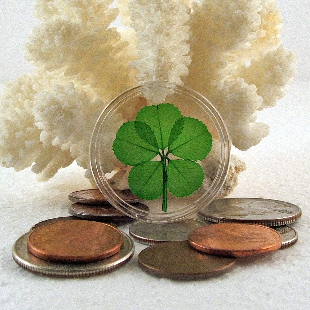 Amazon.com: Clovers Online Genuine Preserved 5 Leaf Clover Good